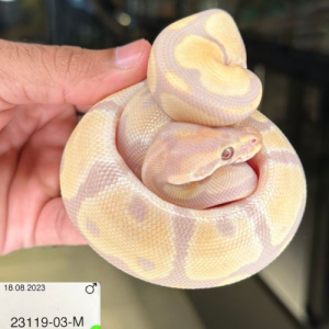 Candy het Piebald Male Ball Python 